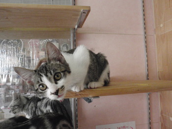 5匹の子猫里親募集　店