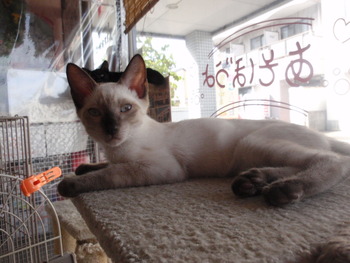 5匹の子猫里親募集　店