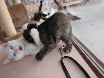 ４匹メス猫里親募集