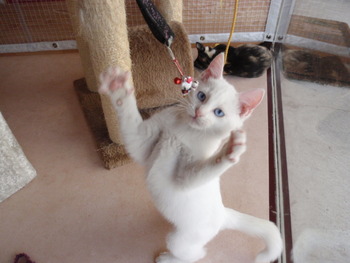 ４匹メス猫里親募集