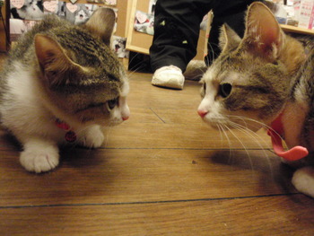またたびに夢中