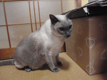 ボートレアン君　猫ホテル