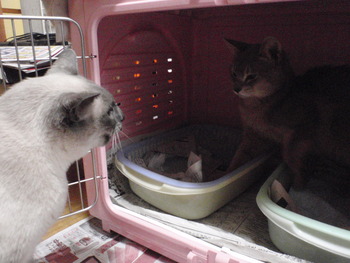 ボートレアン君　猫ホテル