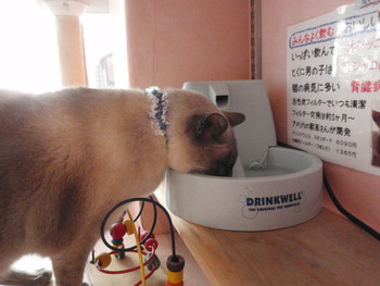 ボートレアン君　猫ホテル