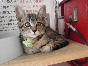 6匹の子猫里親募集