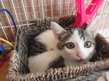6匹の子猫里親募集