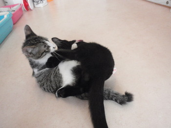 ３匹の仔猫里親募集