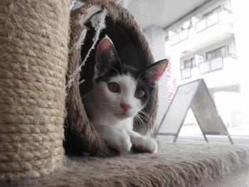 ３匹の仔猫里親募集