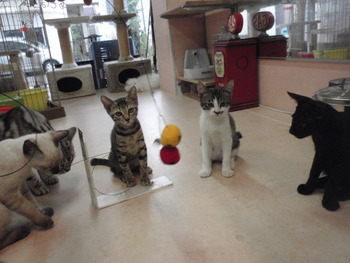5匹の子猫里親募集　店
