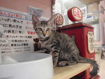 4匹子猫里親募集 店 17日まで