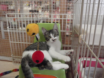 4匹子猫里親募集 店 17日まで