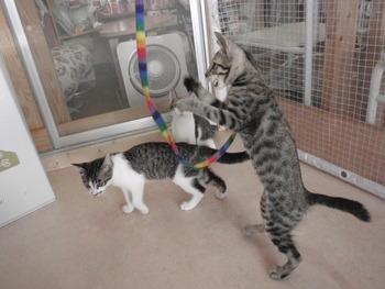 4匹の子猫里親募集　店　17日まで