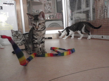 4匹の子猫里親募集　店　17日まで