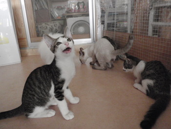 4匹の子猫里親募集　店　17日まで