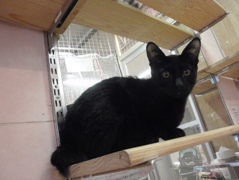 仔猫里親募集　店