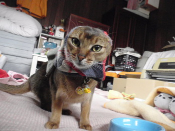 ２月２２日猫の日　和歌山放送ラジオ