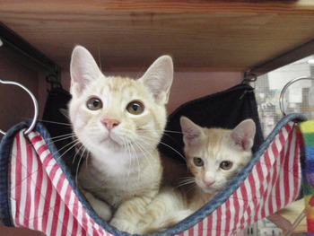 子猫里親募集中