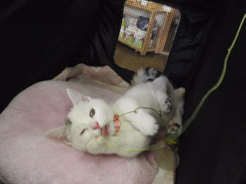 猫カフェ＆うさぎカフェ　みーこ