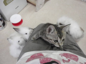 猫カフェ＆うさぎカフェ