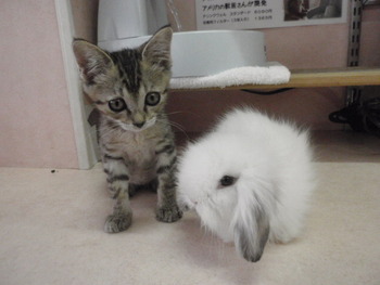 猫カフェ＆うさぎカフェ