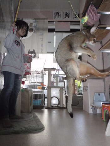 ジャンプは３回まで