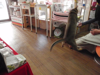 でぶい大ちゃんが飛んだ～！