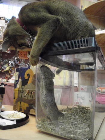 デグーちゃん里親体験