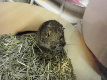 デグーちゃん里親体験