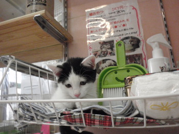 ふうちゃん