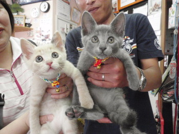 ぶち猫＆グレー猫　里親募集