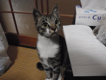 ひなちゃん