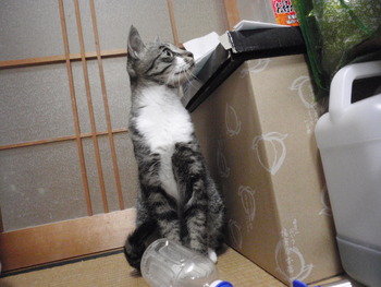 ひなちゃん