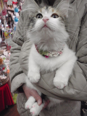 ハナちゃん　ネイルキャップ