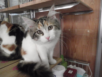猫カフェみーこのお友達