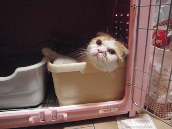 すのこちゃん　猫ホテル