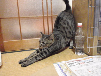 ペペちゃん　猫ホテル