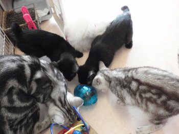 ８匹の仔猫里親募集