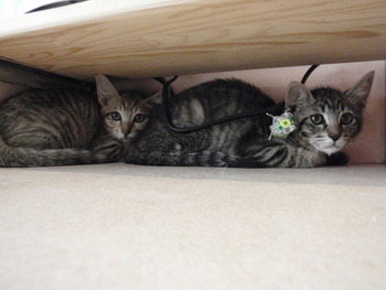 ８匹の仔猫里親募集