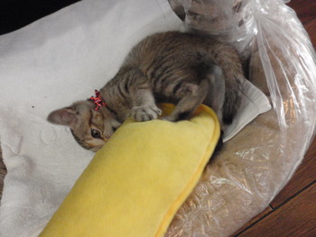 きじトラ猫里親体験