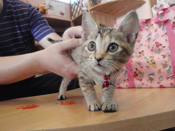 きじトラ猫里親体験