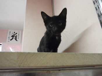 子猫里親募集 店