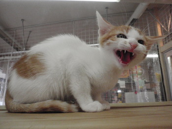 子猫里親募集 店