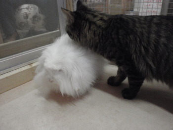 虎太郎君　猫ホテル