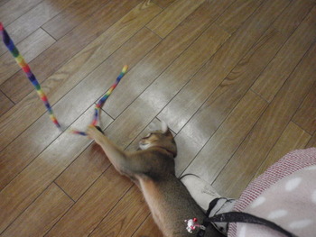 猫のおもちゃ　キャットチャーマー