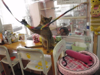 猫のおもちゃ　キャットチャーマー