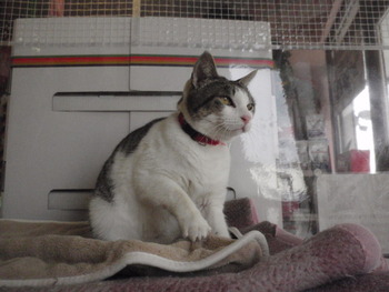 成猫里親募集　手術済