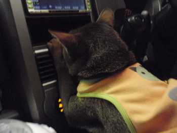 あび兄弟
