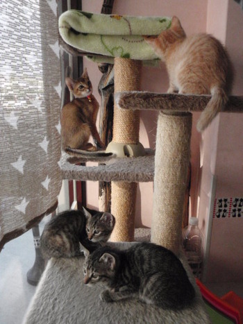子猫だらけ