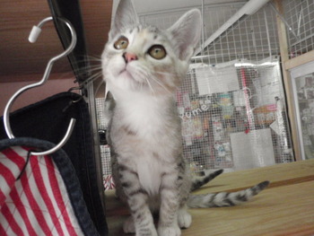 ３兄弟　猫里親募集