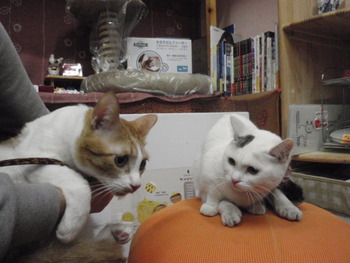 ミカン君＆ちゃめ君